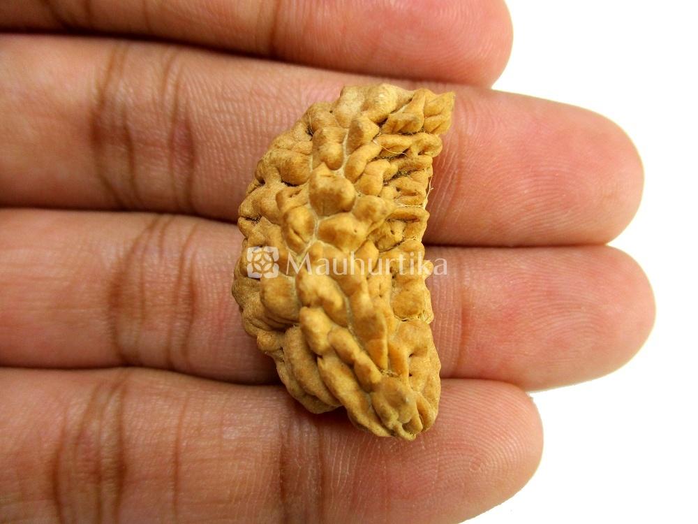 1-14 Mukhi Rudraksha