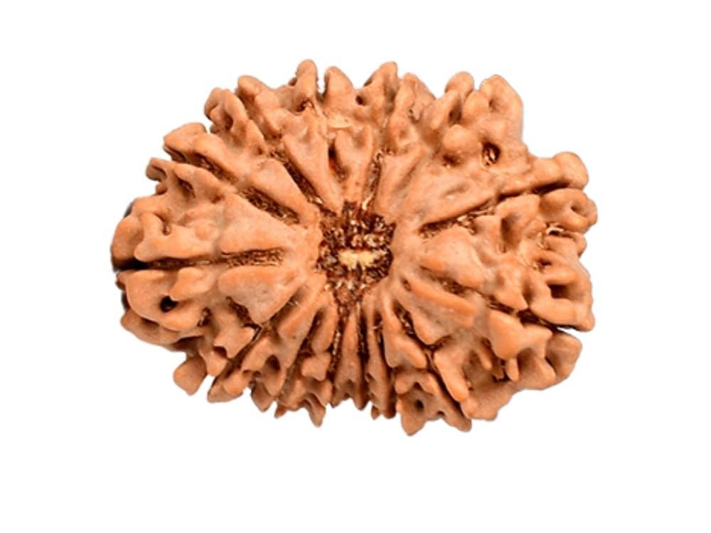 1-14 Mukhi Rudraksha