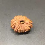 Natural 18 Face(mukhi) Rudraksha - Nepali