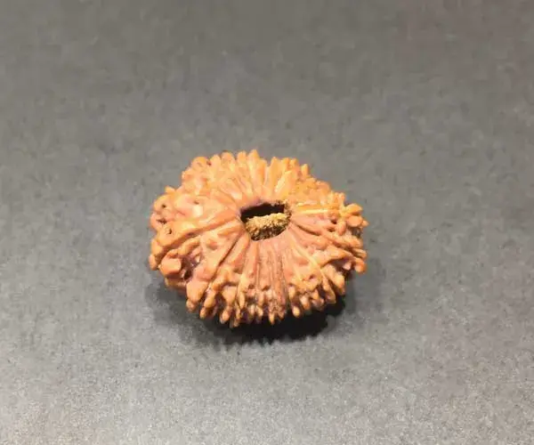 Natural 18 Face(mukhi) Rudraksha - Nepali