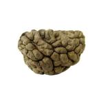 1 Mukhi Rudraksha - Lab Certified