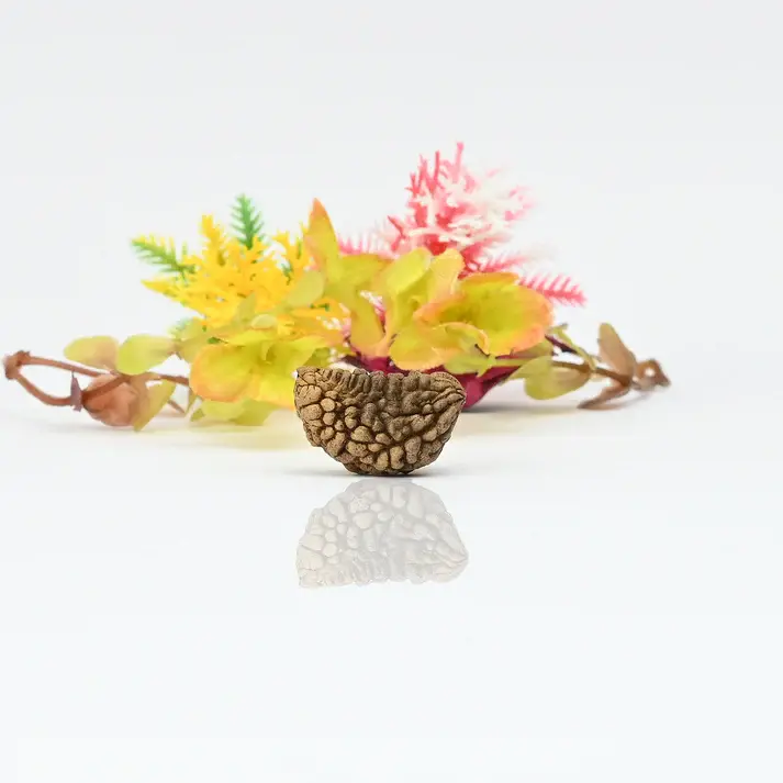1 Mukhi Rudraksha - Lab Certified