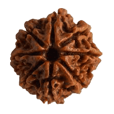 8 Mukhi Rudraksha