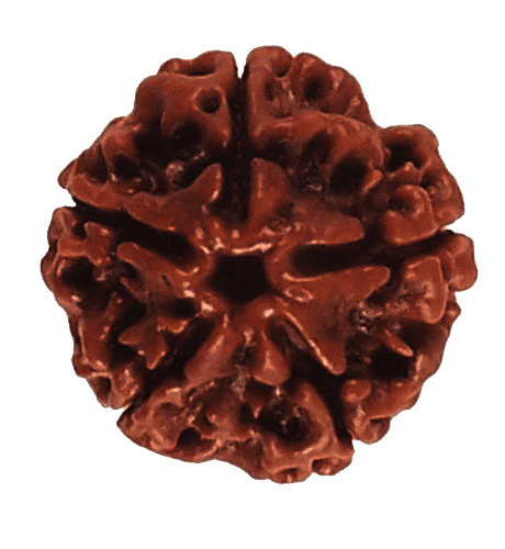 5 Mukhi Rudraksha