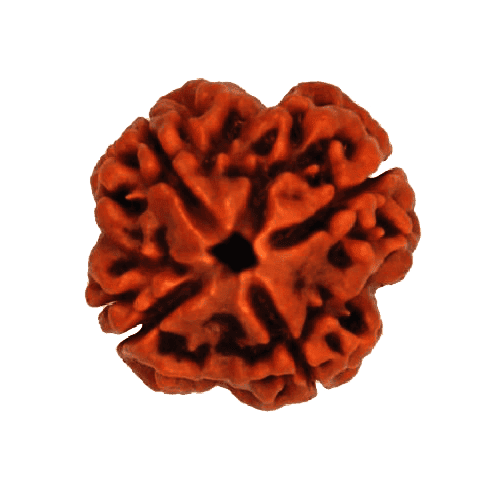 4 Mukhi Rudraksha
