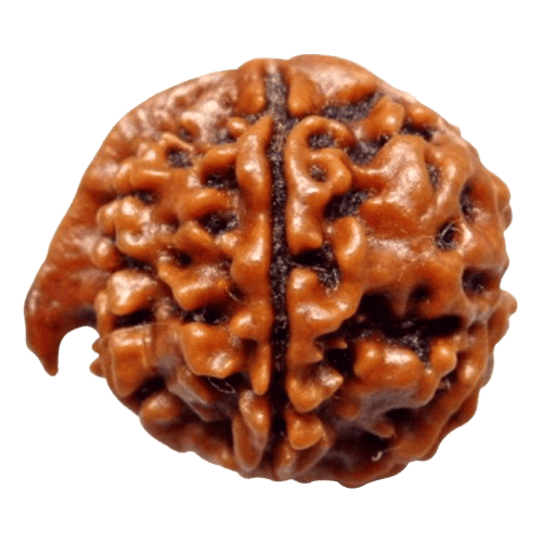 Ganesh Rudraksha