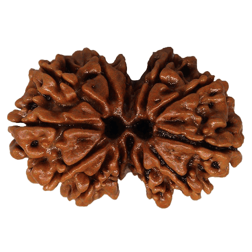 Gauri Shankar Rudraksha