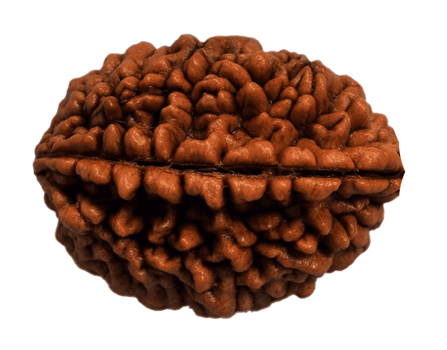 1 Mukhi Rudraksha