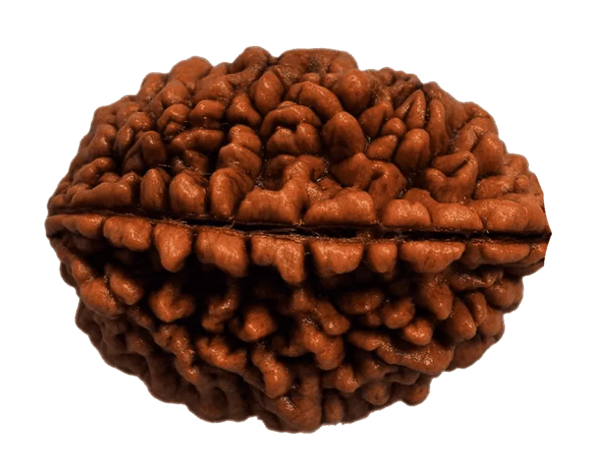 1 Mukhi Rudraksha