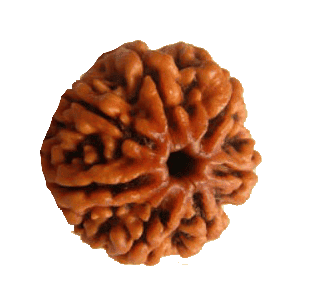 7 Mukhi Rudraksha