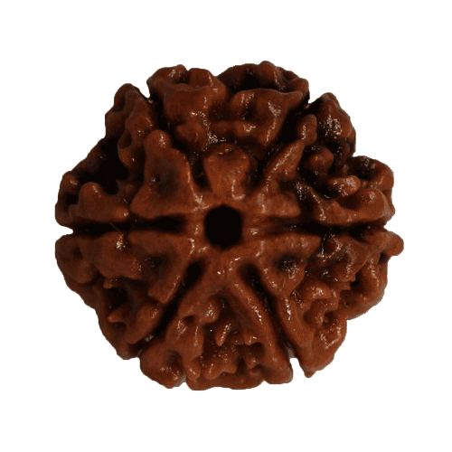6 Mukhi Rudraksha