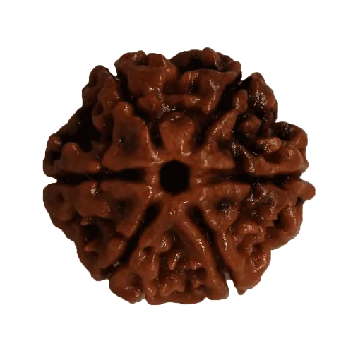 6 Mukhi Rudraksha
