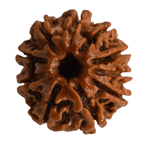 10 Mukhi Rudraksha