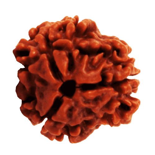 3 Mukhi Rudraksha