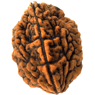 2 Mukhi Rudraksha