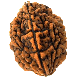 2 Mukhi Rudraksha