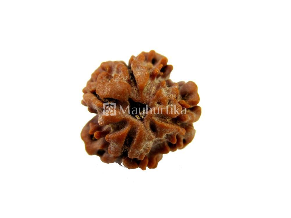 3 Mukhi Nepali Rudraksha - Lab Certified