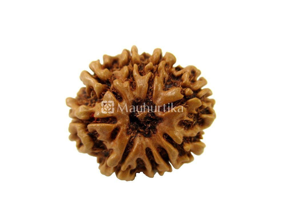 9 Mukhi Nepali Rudraksha - Lab Certified