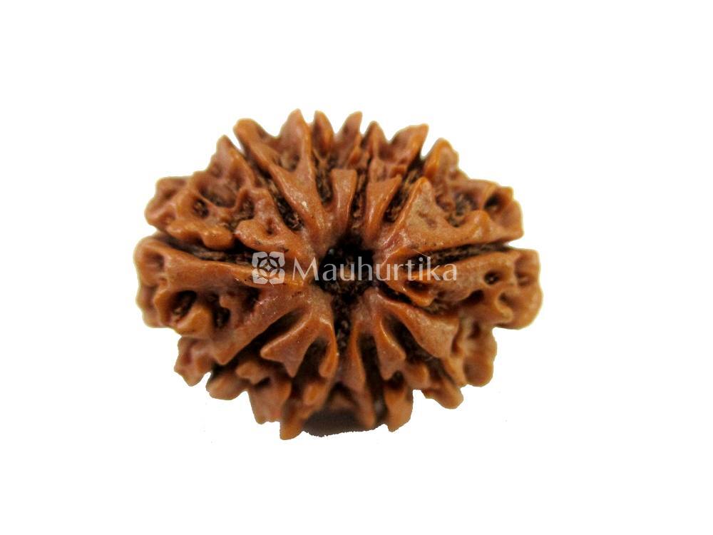11 Mukhi Nepali Rudraksha - Lab Certified