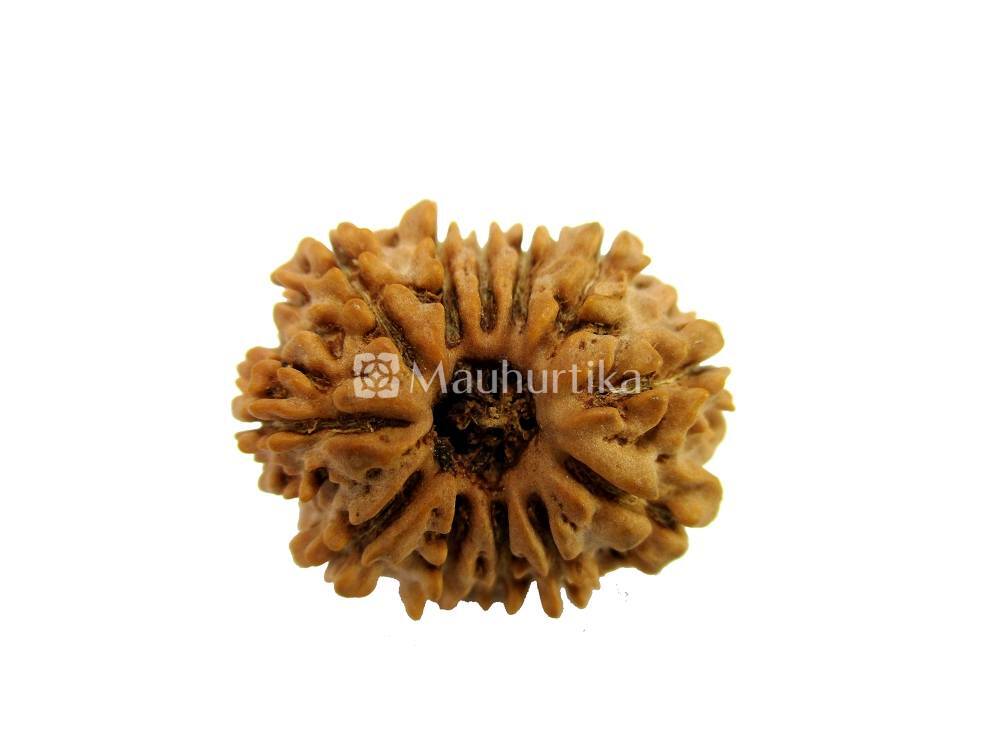 12 Mukhi Nepali Rudraksha - Lab Certified