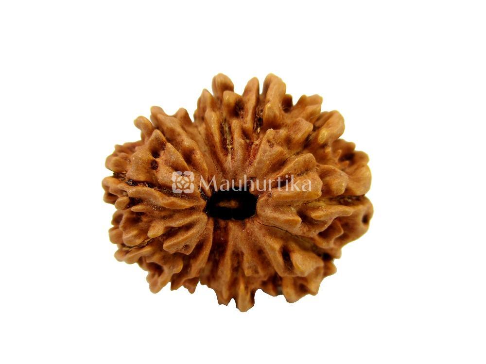 13 Mukhi Nepali Rudraksha - Lab Certified