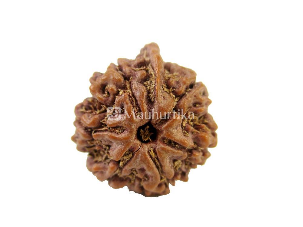 Ganesh Nepali Rudraksha - Lab Certified