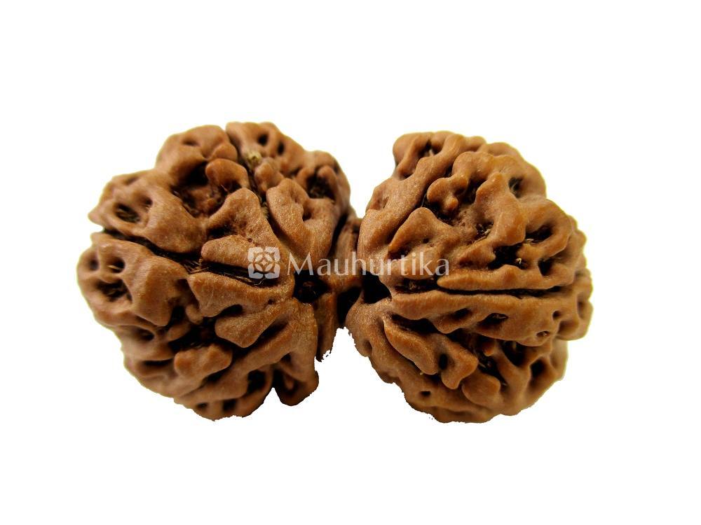 Gauri Shankar Nepali Rudraksha - Lab Certified