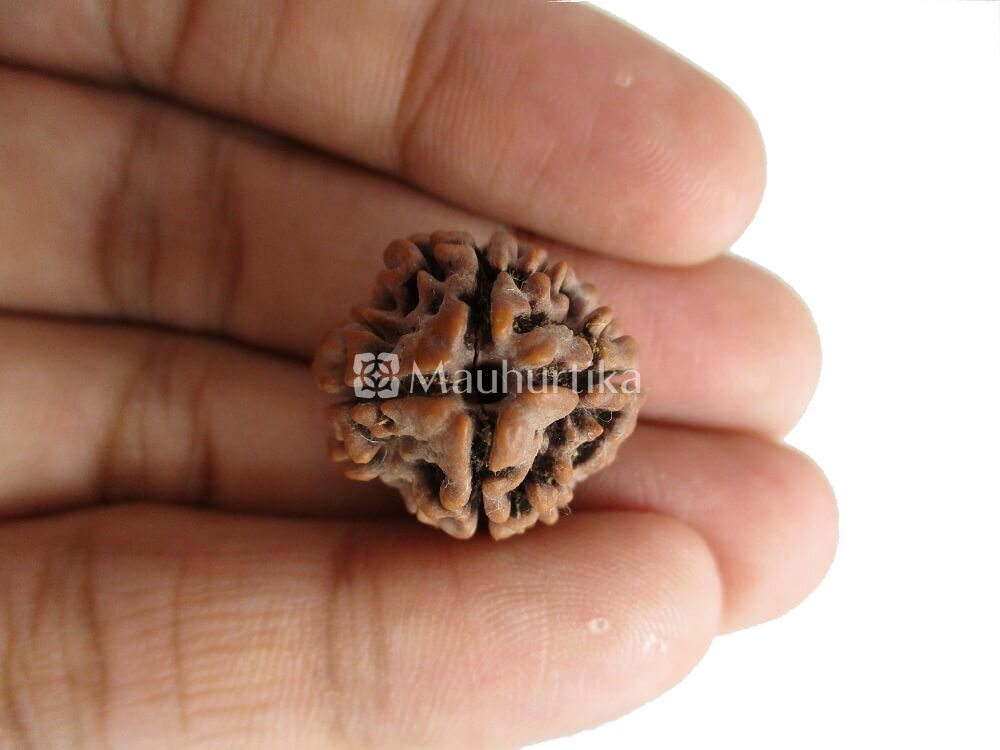 3 Mukhi, 4 Mukhi, 5 Mukhi, 6 Mukhi, 7 Mukhi Nepali Rudraksha Combo Pack - Lab Certified