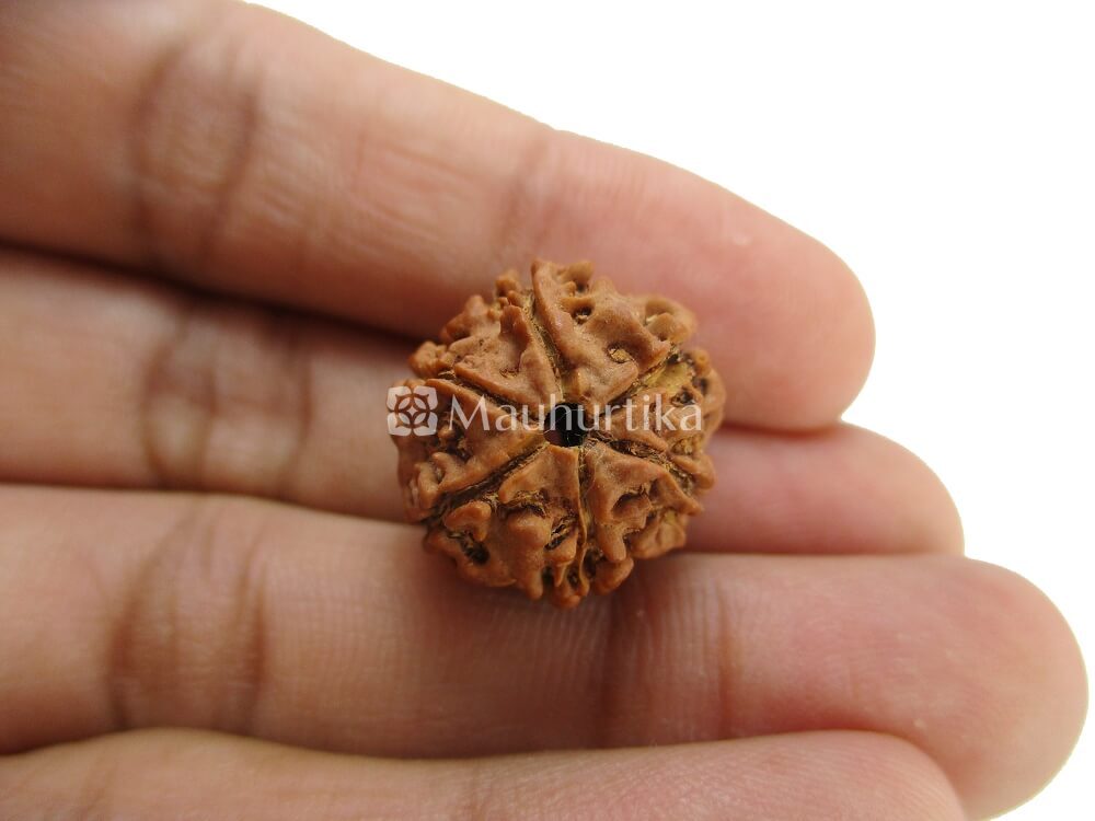 6 Mukhi Nepali Rudraksha - Lab Certified