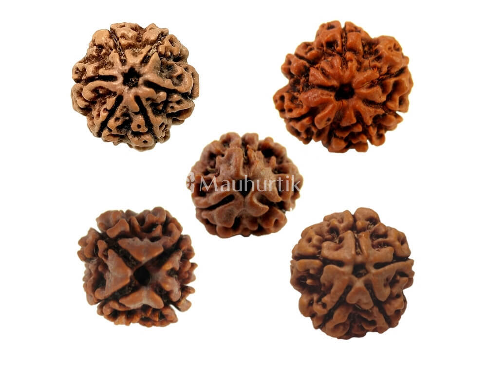 3 Mukhi, 4 Mukhi, 5 Mukhi, 6 Mukhi, 7 Mukhi Nepali Rudraksha Combo Pack - Lab Certified